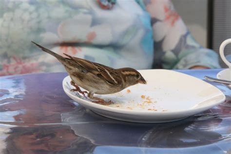 Great food , great service - Reviews, Photos - Mermaid Restaurant Cafe ...