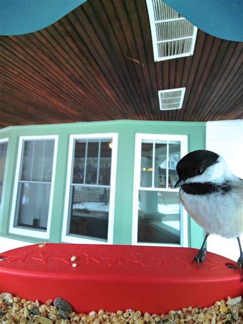 Bird Buddy Review: This Smart Bird Feeder Captures Your Backyard Birds ...
