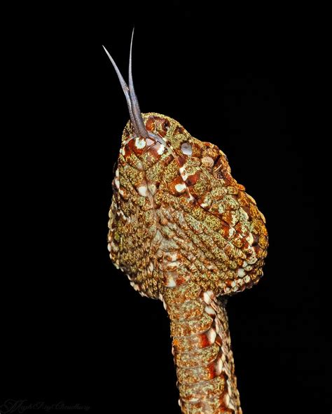 meghroychoudhury@instagram on Pinno: Shooting #snakes is a difficult ...