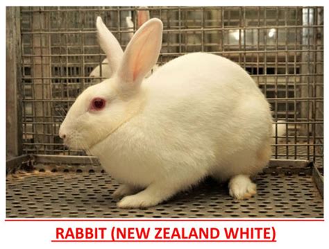 Laboratory Animals Maintained