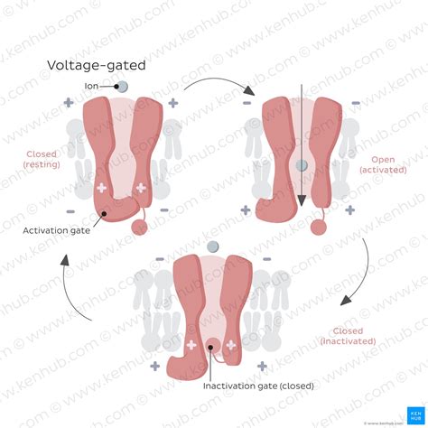 Voltage-gated ion channels: Structure, types and function | Kenhub