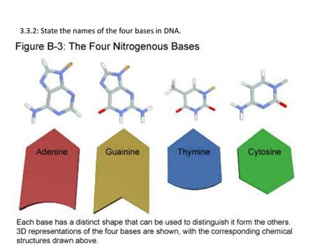 Image result for DNA Tutorial