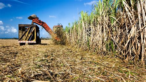 Uncovering the Sweet Secrets of Mauritian Sugar: How It Changed the ...