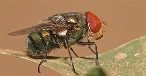 How blow flies helped detect a wrongful murder conviction in Nevada