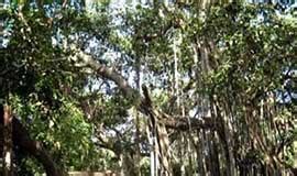 Kabirvad, Banyan Tree, River Narmada, Poet Kabir| Pravase