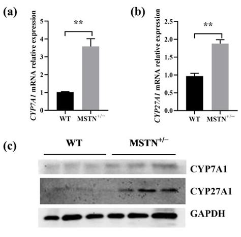Myostatin Knockout Regulates Bile Acid Metabolism by Promoting Bile ...