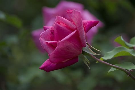 Roses, Closeup, Pink color, HD Wallpaper | Rare Gallery