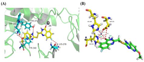 Development of Novel Ecto-Nucleotide Pyrophosphatase/Phosphodiesterase ...