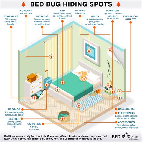 How to Know If You Have Bed Bugs in Your Bed: Signs & Solutions