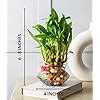 Nurturing Green® Lucky Bamboo Plant in 4 Inch Wide Glass Pot (Small:2 ...