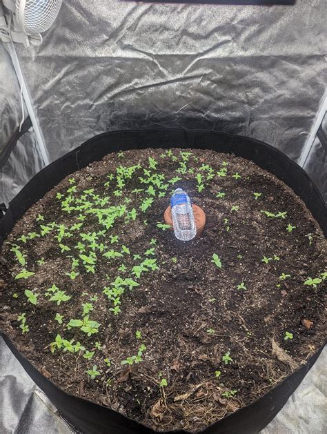 👋🏿 🏿 Hope all is well! Zilla here!. This is my 100 gallon pot. I crossed in a strain called ...