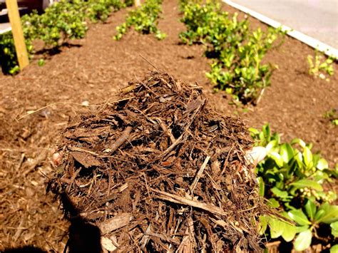 Forest Floor Mulch – BradsHomeFurnishings