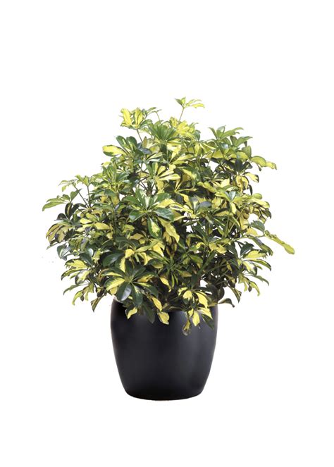Schefflera Arboricola Trinette | Phillip's Interior Plants & Displays