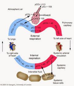 Image result for Diffusing Capacity of Oxygen