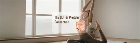 The Gut-Protein Connection: Why Digestion Quality Affects Your Gains ...