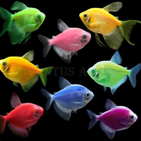 Купить Тернеция GloFish в Москве за 195 руб. Артикул Gymnocorymbus ...