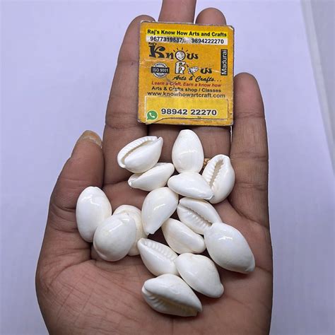White chovi Sea shell-50g pack – KnowHowArtCraft