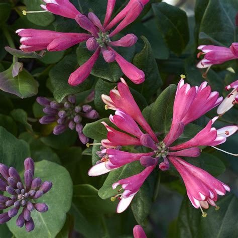 How To Grow And Care For Honeysuckle | Monrovia Plants