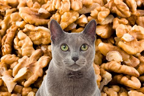 Can Cats Eat Walnuts