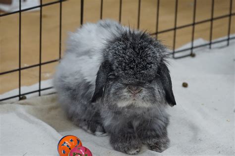 American Fuzzy Lop Rabbit: Comprehensive Guide - Everbreed