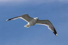 vogel malvorlagen lyrics m 246 we im flug lizenzfreie bilder grafiken und urlaub am meer vogel malvorlagen lyrics m 246 we im flug lizenzfreie bilder grafiken und urlaub am meer