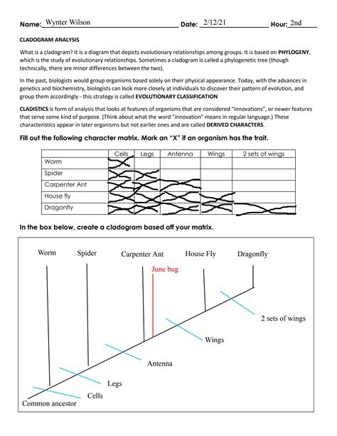 Image result for Cladogram Practice Worksheet