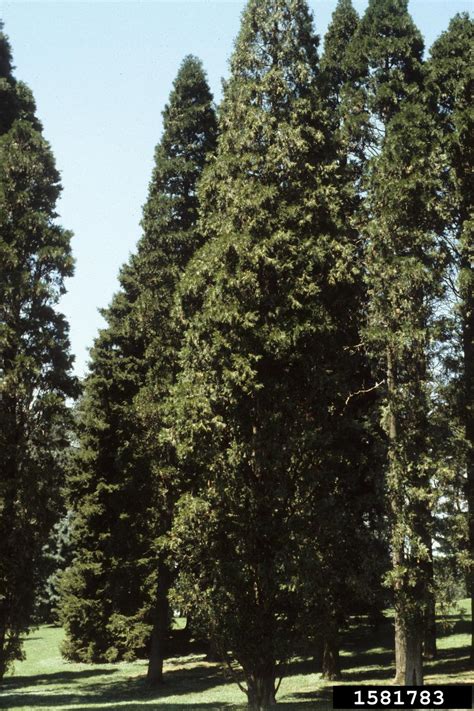 incense-cedar (Calocedrus decurrens (Torr.) Florin)