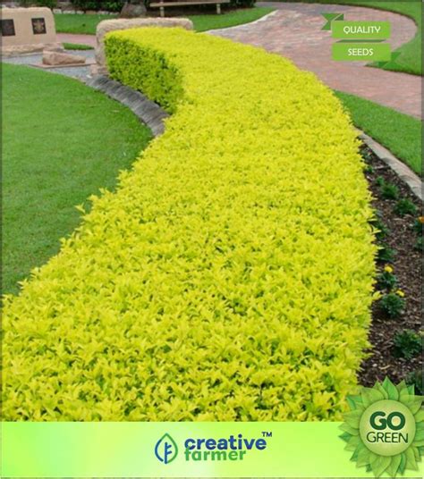 creative farmer Duranta Plumieri Seed Price in India - Buy creative ...