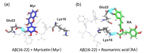 Promotion and Inhibition of Amyloid-β Peptide Aggregation: Molecular ...