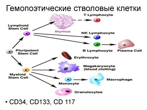 Гемопоэтические стволовые клетки презентация - 80 фото