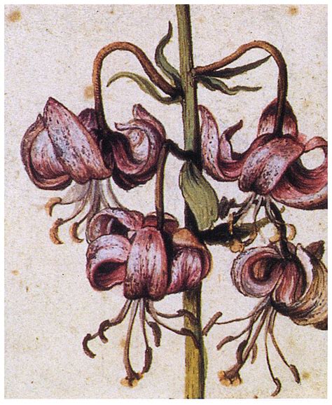 Lillium Martagon (Details) by Albrecht Durer – Artchive