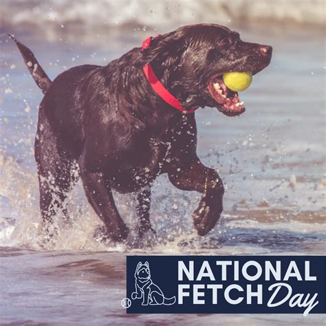 Image result for Red White Fetch