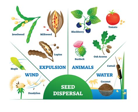CBSE Class 5 Science HOTS worksheets - Plants 04 | Olympiad tester