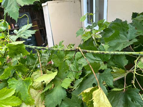 Black spots on grape vine stems : r/plants