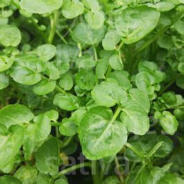 Watercress » Buy organic seeds online / Cress - SATIVA Online Shop