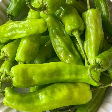 Pepperoncini Pepper Plant