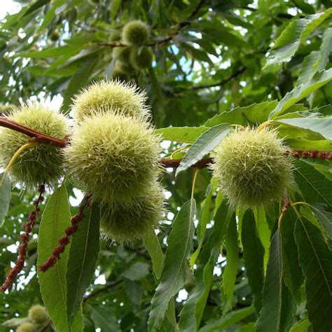 Rezultat imagine pentru Chestnut Tree