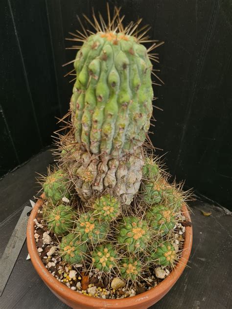 Copiapoa cupreata | Royal Botanic Garden Sydney