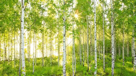 White Birch Trees Sunrays Forest Background HD Birch Tree Wallpapers ...