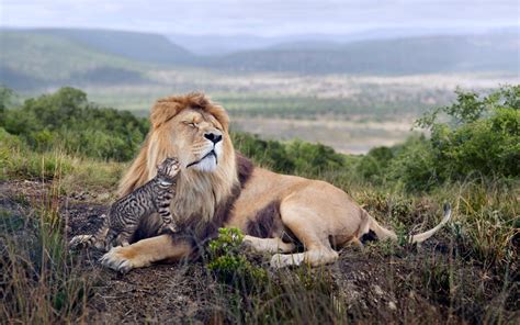 A Cat And Her Strong Friends