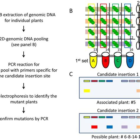 Image result for Forward Genetic Screen