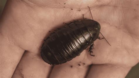 Rare Cockroach 的图像结果