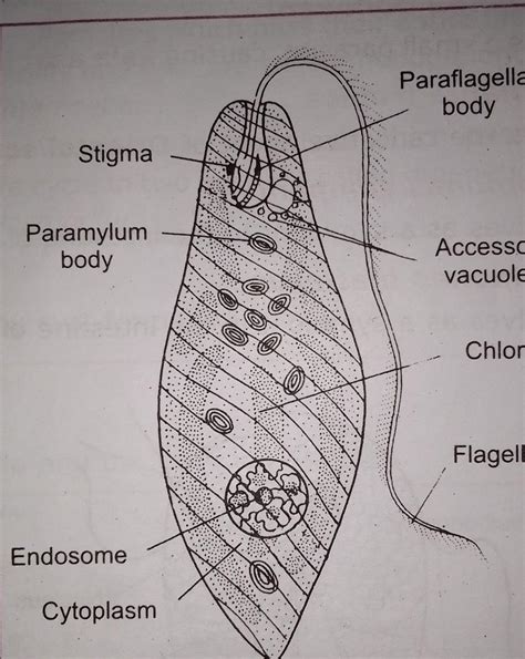 the diagram of euglena 4 paramecinm with thir parts - Brainly.in