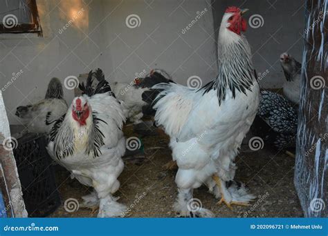 Brahma Roosters are the Most Attractive of Ornamental Chickens with ...