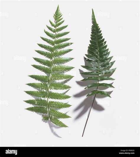 Pinnate and bipinnate hammock fern leaves (Belchnum occidentale Stock ...