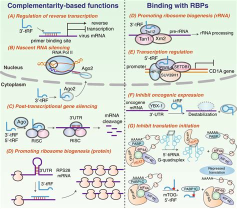 Reverse Complement 的图像结果