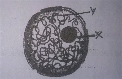 a) identify the figure b) label X and Yc) what is the function of X ...