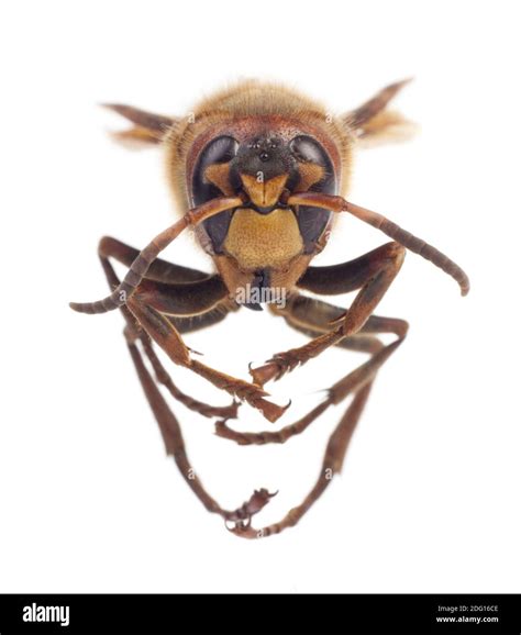 Hornet nest Cut Out Stock Images & Pictures - Alamy