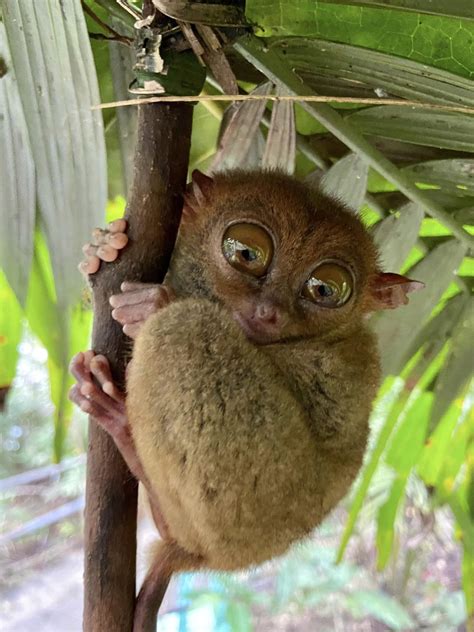 Image result for Update Switch 9300 iOS