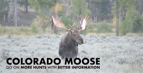 Colorado Moose Hunting 2024 | Draw Odds, Tags, Season Info, Deadlines ...